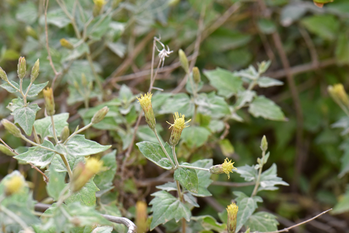 Coulter's Brickellbush floral heads are in loose panicles with hairy pubescent glandular flowering stalks. The fruits are yellow-brown t yellow-gray achene with a pappus of 28 to 40 bristles. Brickellia coulteri